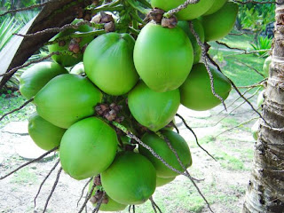 Air Kelapa