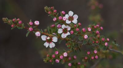 Large-flowered Baeckea (Baeckea grandiflora)