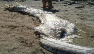 Monster Laut Terdampar di Pantai Villaricos Spanyol 2