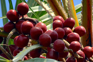 YADDA AKEYIN KUNUN GORUBA DA YADDA ZAKU SARRAFA TA HANYOYI DADAMA DA KUMA AMFANINTA GA LAFIYARMU