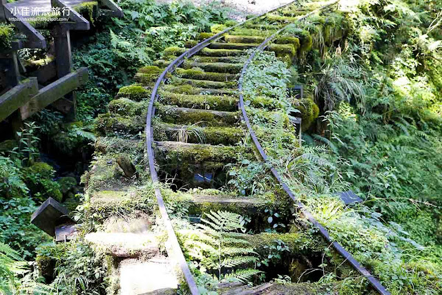 見晴古道最大的特色就是迴曲折的S型鐵道遺跡，經過長時間歲月，已經與當地的蕨類植物共生、融為一體。