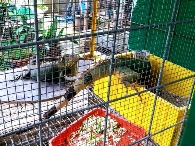 iguana koleksi mini zoo semut