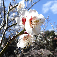 意賀美神社の梅林