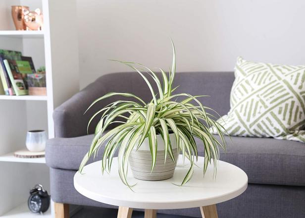 Best Low Maintenance Indoor Plants Air Purifying