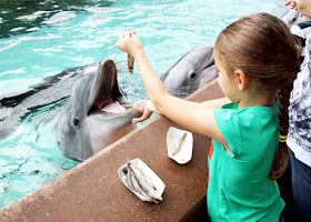 Tessa enjoyed feeding the dolphins fish at Dolphin Cove. We were so proud...she did  fantastic job! 