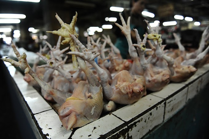 Economía/ Cancelar cupos de carne de pollo de Brasil, piden avicultores mexicanos