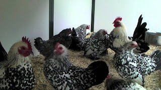 Booted Bantam Chicken Images, Eggs, Facts, Lifespan, Price