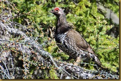 Spruce Grouse-D7K_8353  NIKON D7000 June 19, 2011