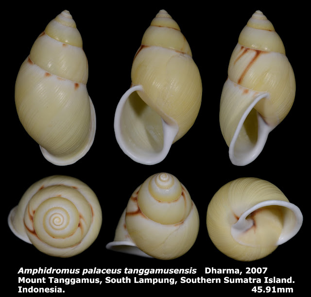 Amphidromus palaceus tanggamusensis 45.91mm