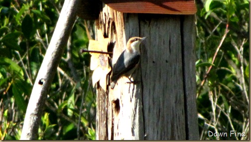 yard birding_024