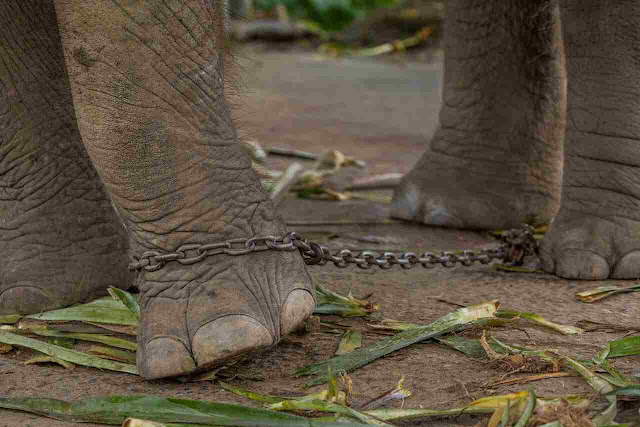 Elefante preso com correntes de ferro nas patas.