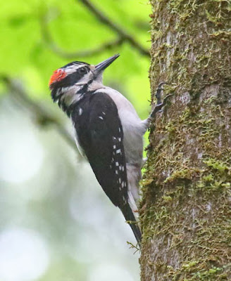 Photo of Hairy Woodpecker