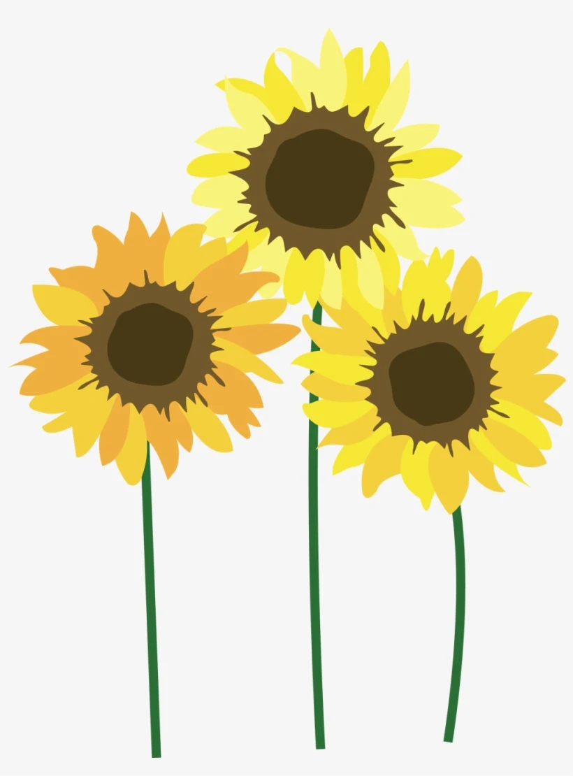 সূর্যমুখী PNG পিকচার  - সূর্যমুখী পিএনজি ছবি ডাউনলোড - সূর্যমুখী ফুলের ছবি ডাউনলোড - Sunflower flower images download