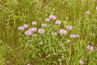 Bee balm (Monarda fistulosa)