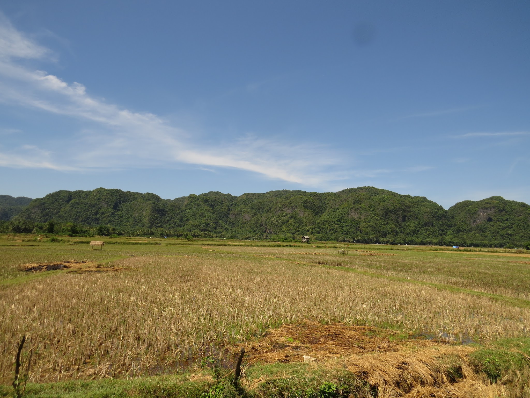 Kemarau Yang Tetap Hijau