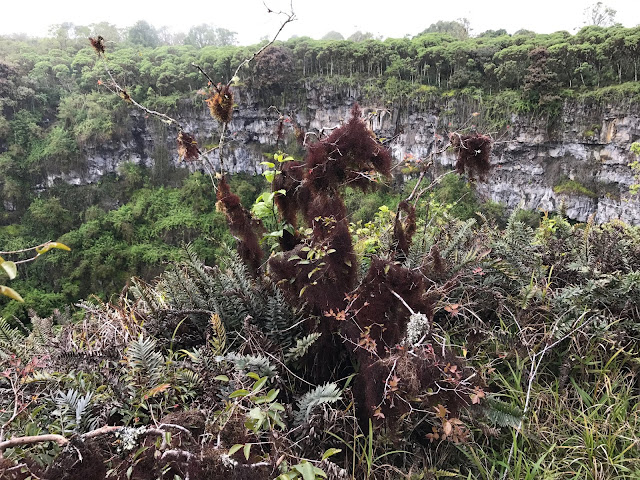 Los Gemelos, Isla Santa Cruz, Islas Galápagos