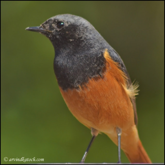 Black, Redstart