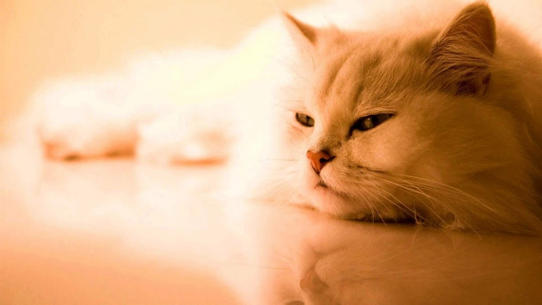 Cat hd wallpaper 8