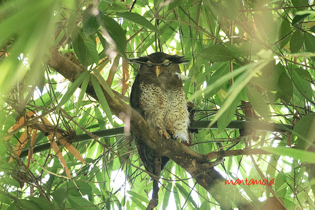 Barred eagle-owl