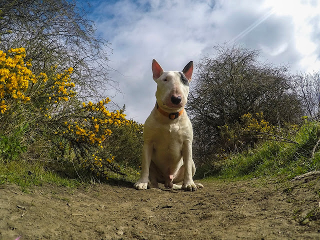 Baxter the Englsih Bull Terrier, Glenn johnstone