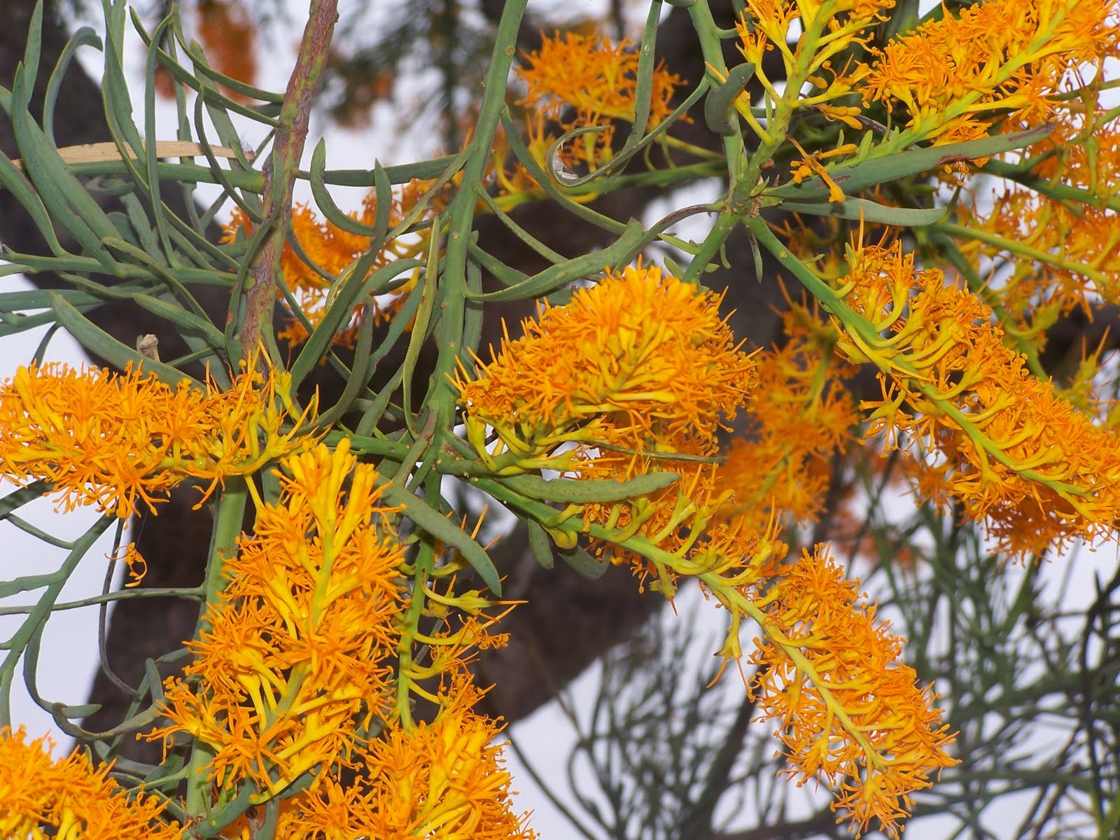 types of flowers australia Australian Christmas Tree | 1600 x 1200