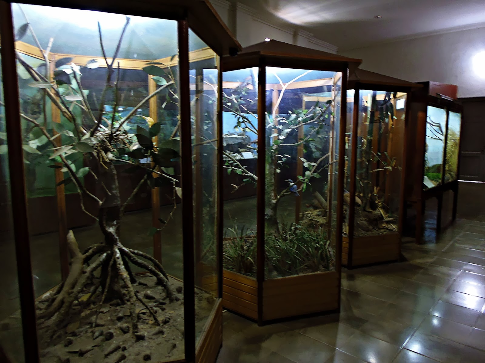 wahanawisata com Museum Zoologi Kebun Raya Bogor wisata 