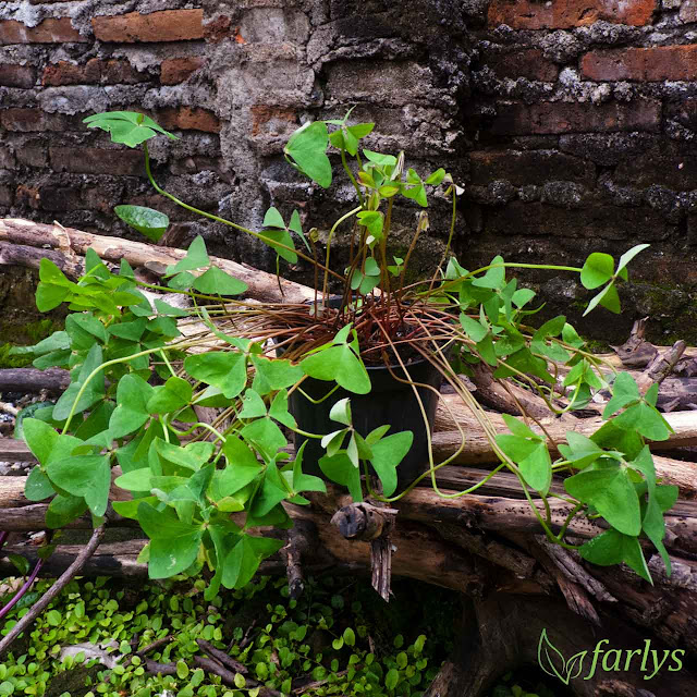 Bibit tanaman hias Semanggi Hijau (Green Shamrock Oxalis Triangularis) C