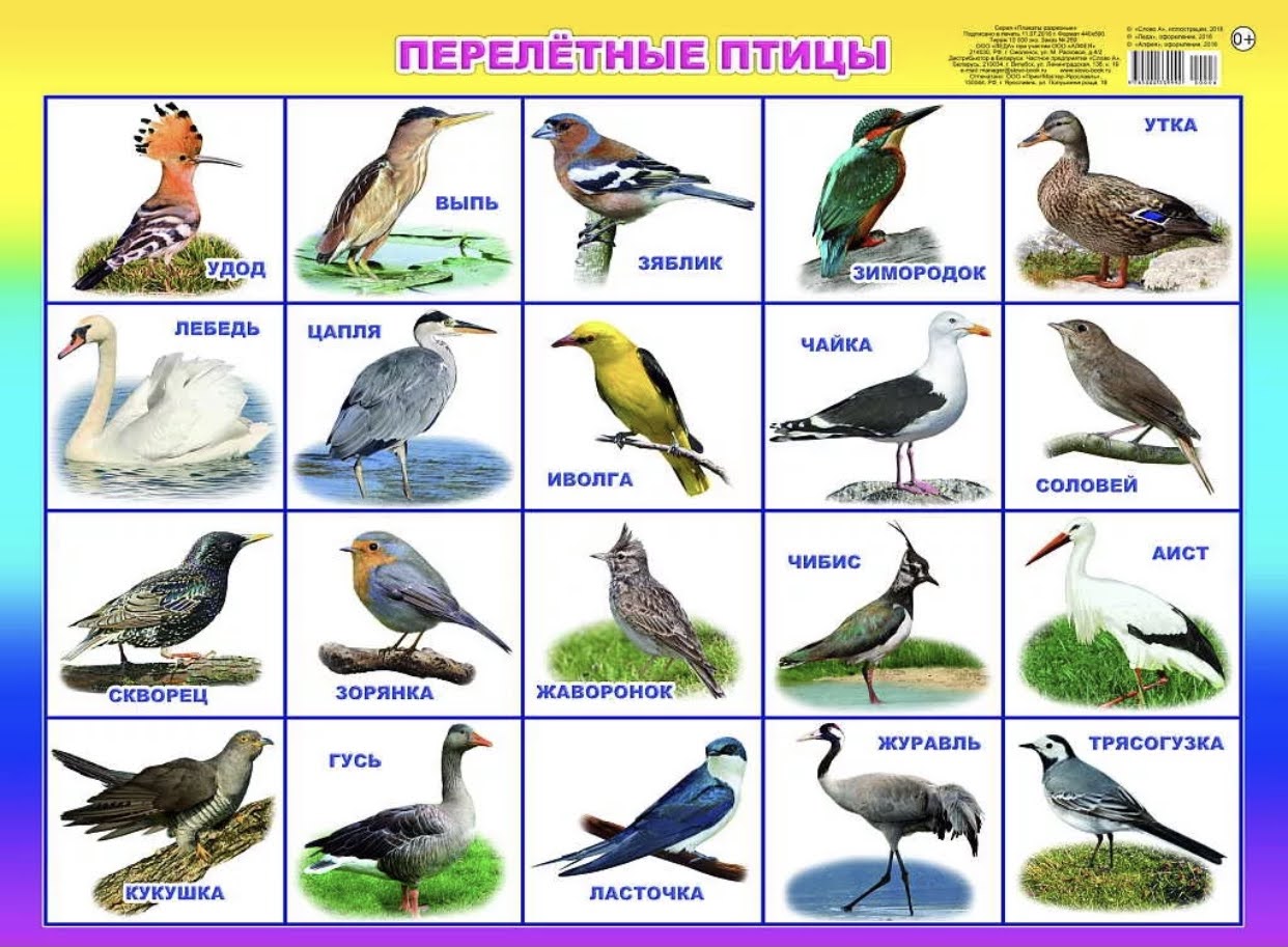 Птицы примеры. Перелётные птицы названия для детей список с картинками. Перелетные птицы России для детей. Список перелетных птиц России для детей. Перелетные и зимующие птицы России.