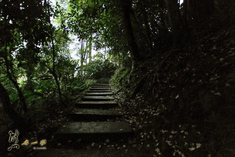 螢火蟲、油桐花、季高緯度熱帶雨林｜三峽 大板根森林溫泉渡假村