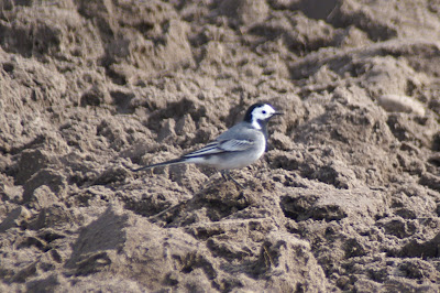 Boumantsje - Witte Kwikstaart - Motacilla alba