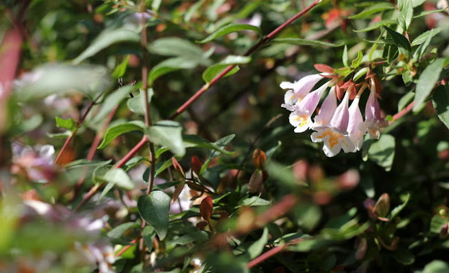 Abelia Parvifolia Flowers