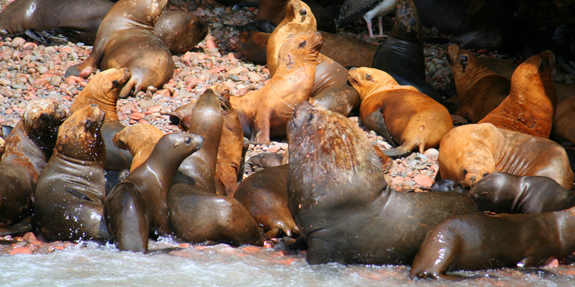 Fauna Islas Ballestas