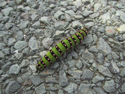 Pavonia pavonia - Emperor Moth caterpillar