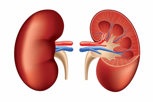 kidney