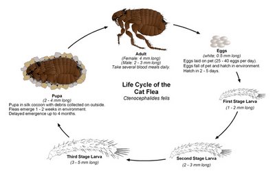 FKM UNSRAT Serangga yang Penting Bagi Kesehatan Part III 
