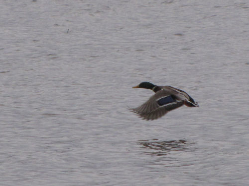 flying mallard