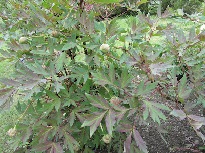 Foglie Peonia