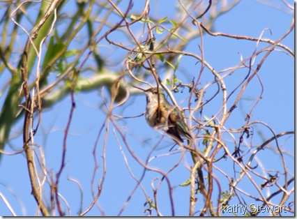 Female Rufous