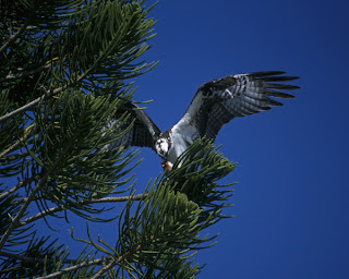 Osprey in pine tree Courtesy of the US Fish and Wildlife Service