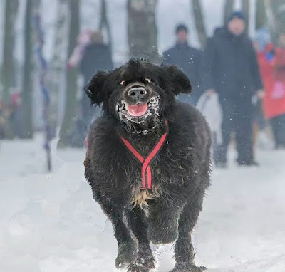 Ugly angry dog running