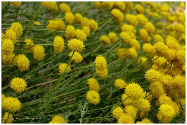 Santolina rozmarynolistna Santolina rosmarinifolia