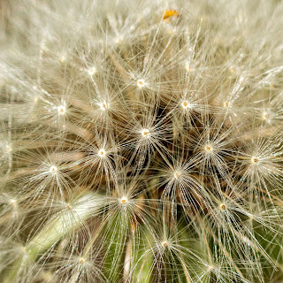 Extreme closeup image of a dandelion that has gone to seed