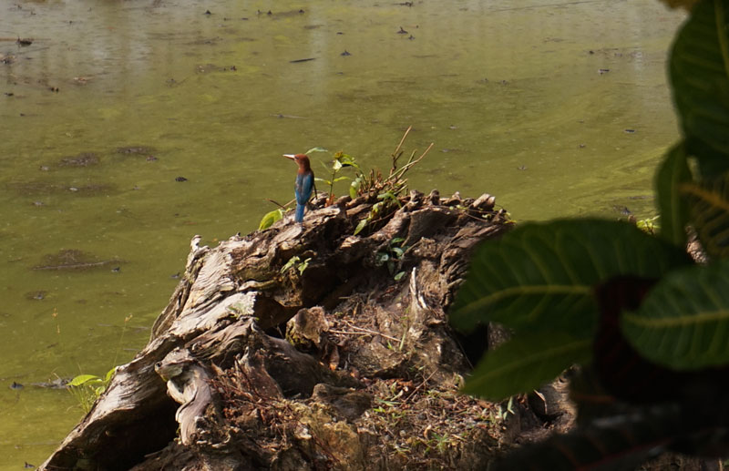 Bird So Blue / Malaysian blue Kingfisher