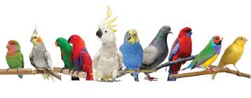 Best Pet Birds