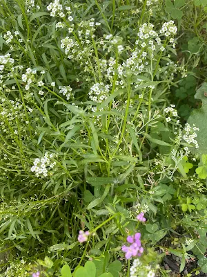 A lush carpet of Alyssum spreading across the garden, releasing its delicate and sweet fragrance.
