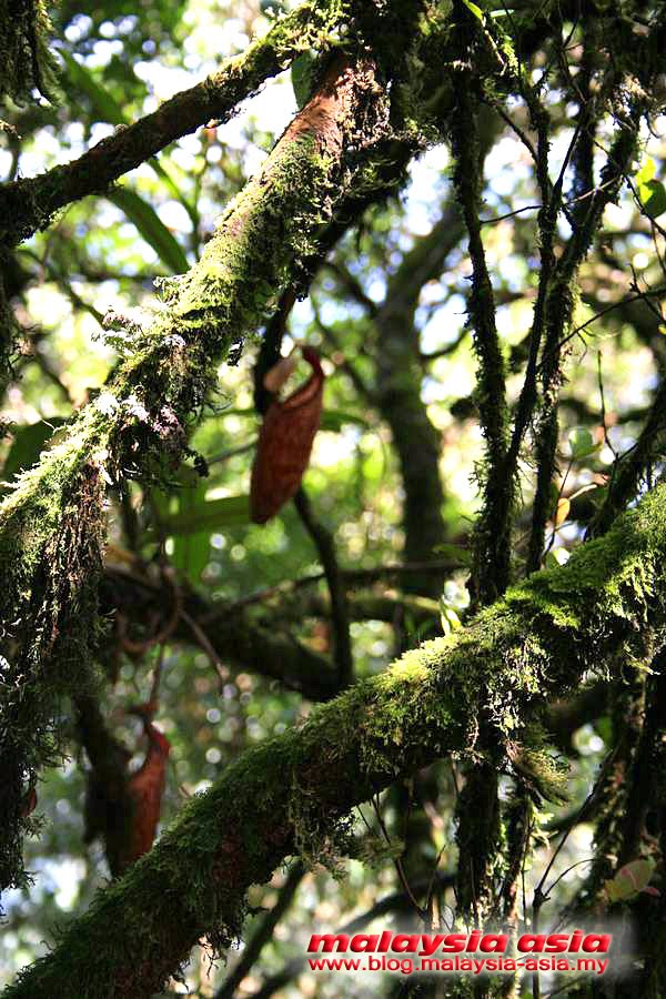 Mossy Forest Photo