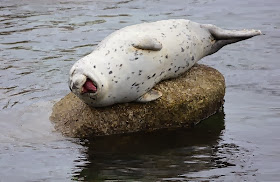Funny animals of the week - 6 December 2013 (35 pics), laughing seal