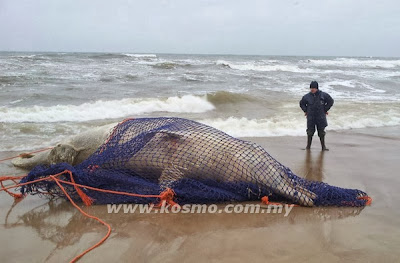 Bangkai Ikan paus terjumpai tepi pantai