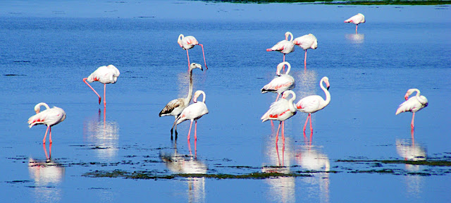 Greater Flamingoes, Camargue, France. Photo by Loire Valley Time Travel.