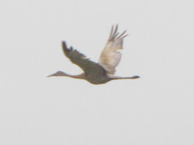 sandhill crane